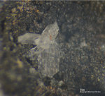 Mineralien Eifel Kall Gips