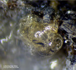 Eifel Mineralien Mendig Glas (vulanisches Glas)