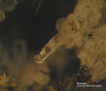 Eifel Mineralien Mendig Nosean