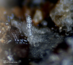 Eifel Mineralien Mendig Opal (Hyalit)