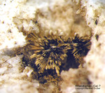 Eifel Mineralien Mendig Rhabdophan