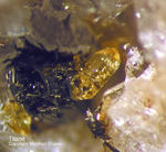 Eifel Mineralien Mendig Titanit