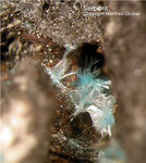 Eifel Mineralien Münsterbusch Stolberg Serpierit