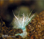 Eifel Mineralien Münsterbusch Stolberg Serpierit