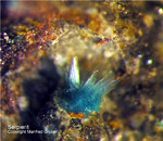 Eifel Mineralien Münsterbusch Stolberg Serpierit