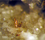 Österreich Mineralien Rauris Lohninger Bruch Aeschynit-(Y)