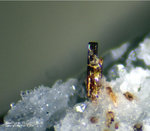 Österreich Mineralien Rauris Lohninger Bruch Aeschynit-(Y)