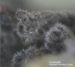 Griechenland Lavrion Mineralien Christiana Coronadit