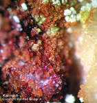 Mineralien Griechenland Lavrion Christiana Karminit