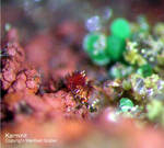 Mineralien Griechenland Lavrion Christiana Karminit