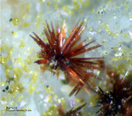 Mineralien Griechenland Lavrion Christiana Karminit