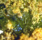 Mineralien Griechenland Lavrion Christiana Nickeladamin