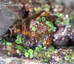 Mineralien Griechenland Lavrion Christiana Tripuhyit