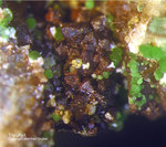 Mineralien Griechenland Lavrion Christiana Tripuhyit