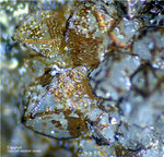 Mineralien Griechenland Lavrion Christiana Tripuhyit