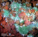 Mineralien Griechenland Lavrion Christiana Olivenit