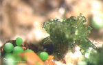 Mineralien Griechenland Lavrion Christiana Olivenit