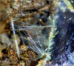 Mineralien Griechenland Lavrion Christiana Zálesíit