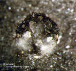 Harz Mineralien Glockenhütte Lanarkit