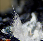 Harz Mineralien Glockenhütte Lanarkit