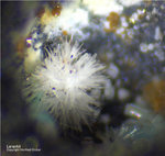 Harz Mineralien Glockenhütte Lanarkit