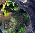 Harz Mineralien Glockenhütte Malachit