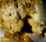 Harz Mineralien Oberschulenberg Pyromorphit