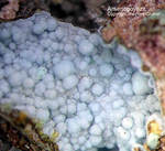 Mineralien Griechenland Lavrion Christiana Arsenogoyazit