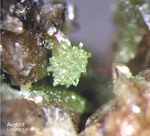 Mineralien Griechenland Lavrion Christiana Austinit