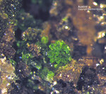 Mineralien Griechenland Lavrion Christiana Austinit