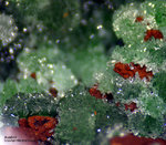 Mineralien Griechenland Lavrion Christiana Austinit