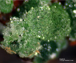 Mineralien Griechenland Lavrion Christiana Austinit