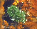 Mineralien Griechenland Lavrion Christiana Olivenit