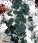 Mineralien Griechenland Lavrion Christiana Olivenit 