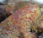 Mineralien Griechenland Lavrion Christiana Skorodit