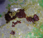 Mineralien Griechenland Lavrion Christiana Skorodit