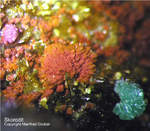 Mineralien Griechenland Lavrion Christiana Skorodit