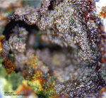 Mineralien Griechenland Lavrion Christiana Skorodit