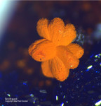 Mineralien Griechenland Lavrion Christiana Smithsonit