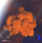 Mineralien Griechenland Lavrion Christiana Smithsonit