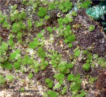 Mineralien Griechenland Lavrion Christiana Duftit