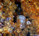 Griechenland Lavrion Mineralien Exi Apatit