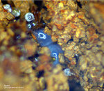 Griechenland Lavrion Mineralien Exi Apatit