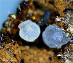 Griechenland Lavrion Mineralien Exi Apatit