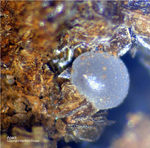 Griechenland Lavrion Mineralien Exi Apatit