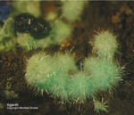 Griechenland Lavrion Mineralien Hilarion Agardit