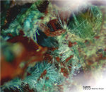 Griechenland Lavrion Mineralien Hilarion Agardit