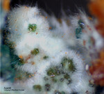 Griechenland Lavrion Mineralien Hilarion Agardit