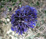 Mineralien Griechenland Lavrion Hilarion Azurit