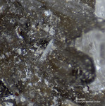 Griechenland Lavrion Mineralien Hilarion Brandit